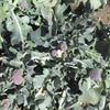 ブロッコリーは小さい花蕾を穫り続ける