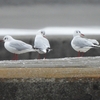 鳥撮散歩　曇天の大磯港灯台に集まる野鳥