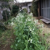 飾り気もなく大根の花咲けり