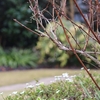 恵みの雨に微笑む庭の子たち