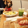 朝活さんぽ　駒沢公園/深大寺　犬可店 ボンダイ コーヒー