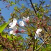 悠久山の桜またまた