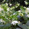 Christmas Rose