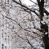 江戸桜通りをお花見散歩｜桜の開花状況　2024年4月3日（東京都中央区日本橋）