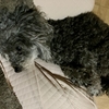 11歳の犬が少し体調を崩して、考えずにいられなかったこと・気づきの記録