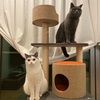 映画評論猫Asari☆ホラー映画“マリグナント狂暴な悪夢” を語る！！！