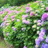 紫陽花