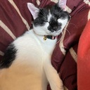 ネギサブカルト