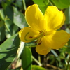 【植物の花の写真】ハナセンナ（アンデスの乙女）；マメ  Cassia corymbosa ; Fabaceae  2018年11月11日（日）鹿児島市自宅近所