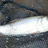 ミャク釣り修行、新魚種追加