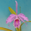 Cattleya maxima `Violet King'  