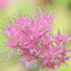 向島百花園を歩いて～秋の写真散歩～2022年10月