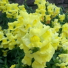  黄色い花