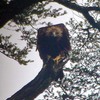 イヌワシ　　宮崎県に11年以上住んでいました。