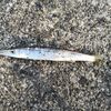 カマスの釣り方｜岸から狙う時期・時間帯・ルアー・仕掛けを解説