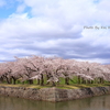 北海道の桜 ～ 函館 五稜郭公園の桜