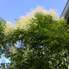シマトネリコの花