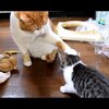 猫パンチ動画 子猫に優しい先輩猫