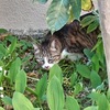 暑くなる前に庭仕事　猫ちゃんがやって来た