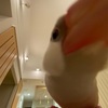 今んとこ1番うまいシチューの作り方