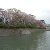 駿府城跡の桜