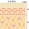 頭皮の構造