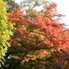 朝日のあたる紅葉