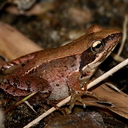 千葉県袖ケ浦市周辺の生物など