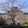 観桜祭お茶席