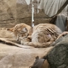 埼玉県こども動物自然公園・テルマー湯
