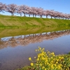 小野市　三木市　桜街道　おおべ逆さ桜～美嚢川の桜　そして赤穂御崎　兵庫県の桜