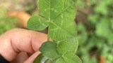 2025年ママ1年生になる予定です～初めてのつわり～