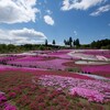 芝桜