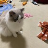 Y子お休みでふくちゃん黄金週間の始まり