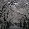 満開の桜のトンネル