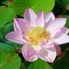 「大賀ハス」の花を観賞してきました。