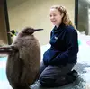 元気で大きいペンギンの赤ちゃん：メルボルン探訪記