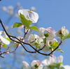 春の於大公園（２）