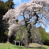 エリア＆見頃別【12】福島県田村市の桜旅（例年の見頃：4月中旬〜下旬）