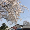 花は桜  