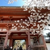 【京都　世界遺産】太閤秀吉も愛でた醍醐の桜を見に醍醐寺へ！（京都市伏見区）