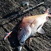 ショア真鯛６５ｃｍ　３．６ｋｇ捕獲！（＾ω＾）