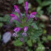 ホトケノザ Lamium amplexicaule