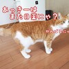 おひとりさま、にゃんこ保定法