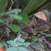 スンダウグイス(Sunda Bush-Warbler)