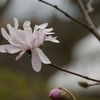 福智山ろく花公園