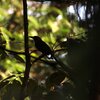 アマゾンオオハチクイモドキ(Rufous Motmot)