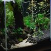 【２０㎝キューブ水槽編】アクアリウムの基本計画と準備：初心者でも安心のステップバイステップガイド
