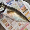 大きな釣り鯵をいただいて