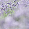 やっぱりぼけぼけさせたくてラベンダーを撮りに行ってきた